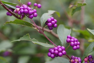 Japanese beautyberry is a native plant in Northern Florida