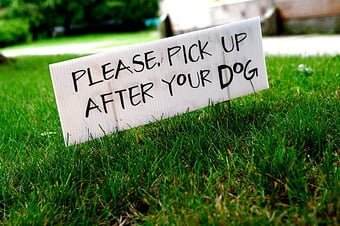 bermudagrass and St. Augustine grass are the best grasses for dogs in Northern Florida