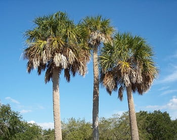 Sabal palms are the most commonly removed palm tree in Northwest Florida