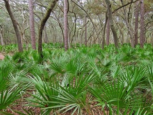 saw palmetto is a native plant in Northern Florida