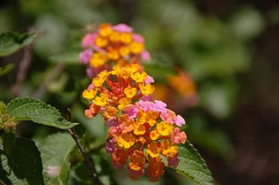 lantana is a native plant in Northern Florida