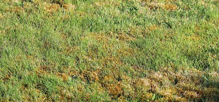 Large Patch Turf Fungus becomes an issue in the Fall and Winter