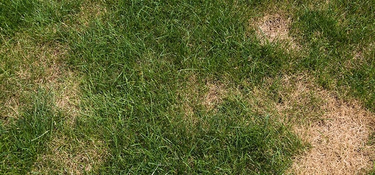 What is Large Patch Turf Disease