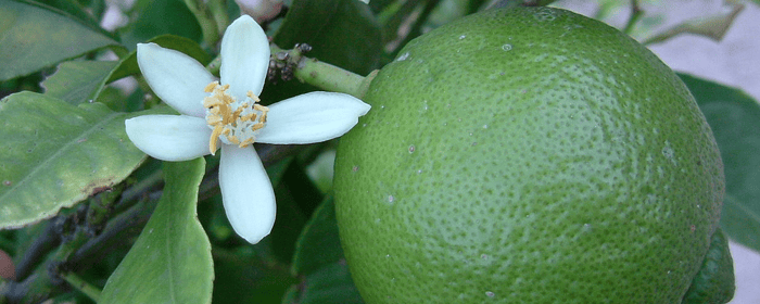 Persian lime is one of the best fruit trees for edible landscaping in North Florida