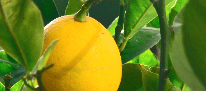 Meyer lemon is one of the best fruit trees for edible landscaping in North Florida
