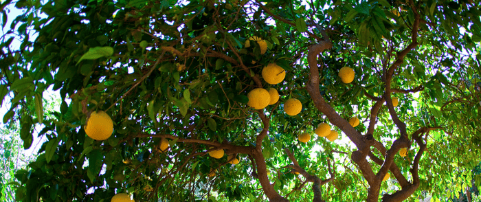 Grapefruit is one of the best fruit trees for edible landscaping in North Florida