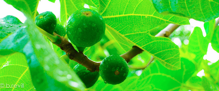 Fig trees are one of the best fruit trees for edible landscaping in North Florida