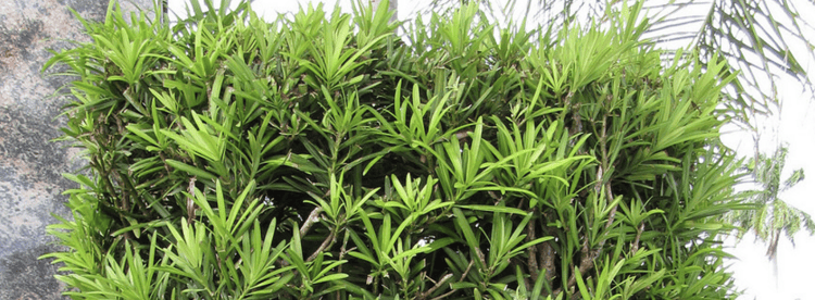 Japanese Yew is one of the best windbreak plants in Florida