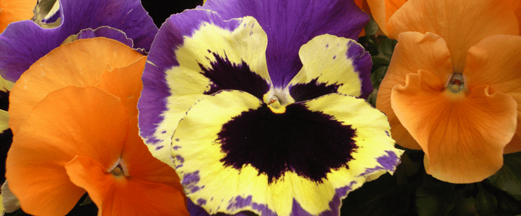 pansies are a great flower choice for a colorful winter landscape in the Florida Panhandle