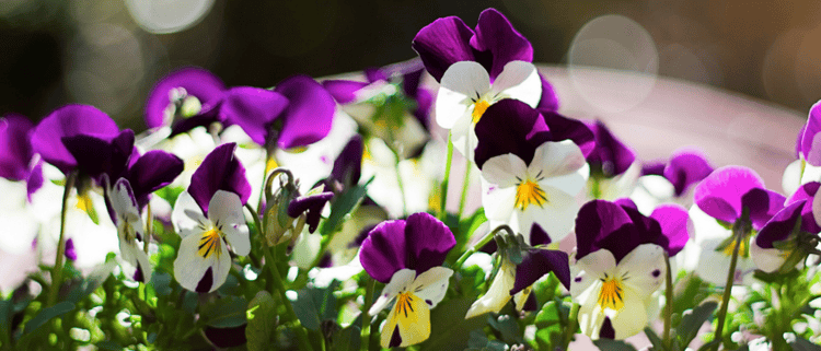 violas are a great flower choice for a colorful winter landscape in the Florida Panhandle