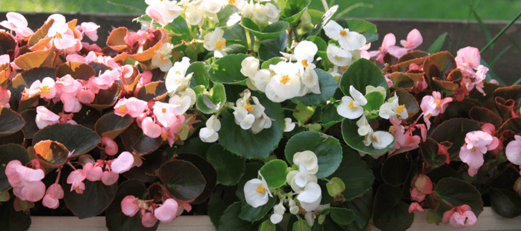 begonias are a great flower choice for a colorful winter landscape in the Florida Panhandle
