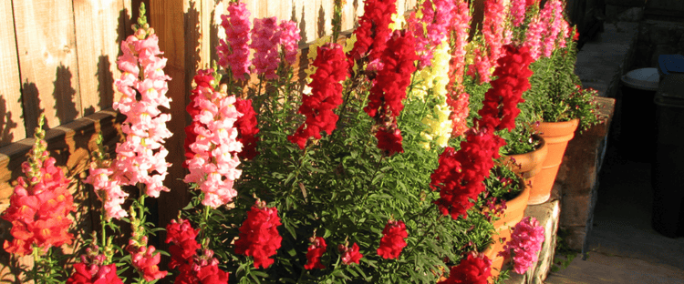 snapdragons are a great flower choice for a colorful winter landscape in the Florida Panhandle