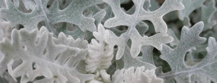 dusty miller is a great plant choice for a colorful winter landscape in the Florida Panhandle