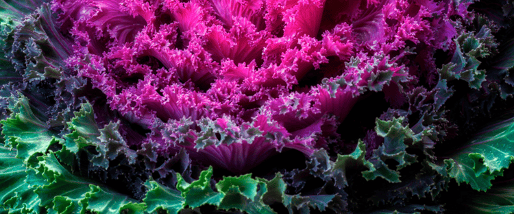 ornamental kale is a great plant choice for a colorful winter landscape in the Florida Panhandle