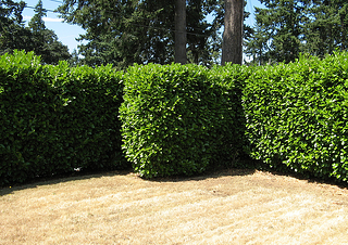 viburnum and boxwood are excellent shrubs for a natural privacy screen