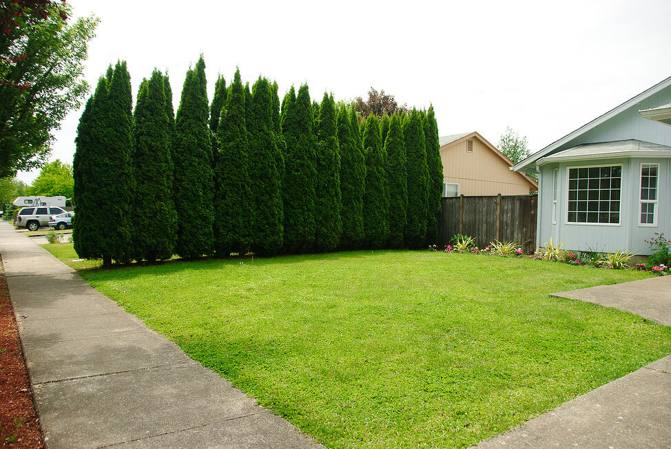 The 7 Best Trees And Shrubs For Privacy Screening In Your Backyard - PrivacyheDge4bylorenkern.jpg?wiDth=975&name=privacyheDge4bylorenkern