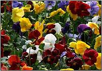 pansies