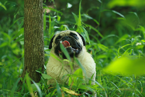 How To Pet Proof Your Florida Turfgrass