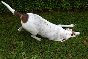 How To Pet Proof Your Florida Turfgrass