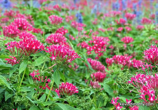 pentas are a native plant in Northern Florida