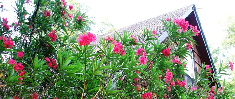 oleander is a popular plant choice for natural privacy fences