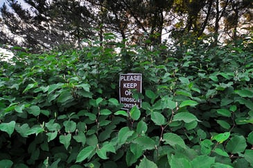 groundcover and other vegetation help control erosion