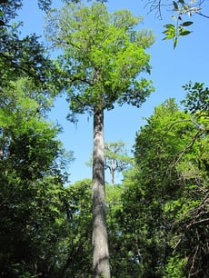 bald cypress is a native plant in Northern Florida
