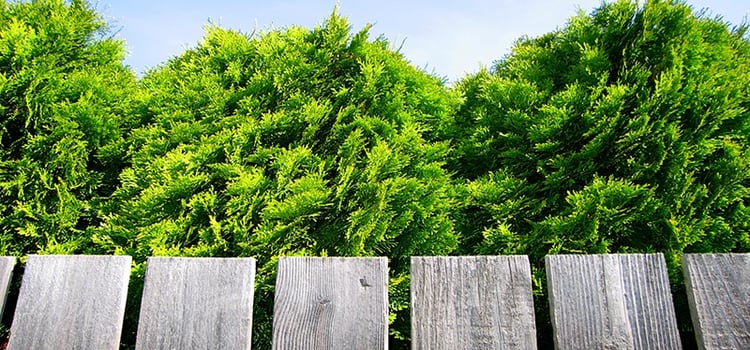 Using Tall Shrubs to Planted to the North to Insulate and Keep Your Property Cooler