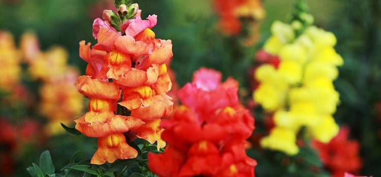 Use Annuals to add seasonal color to your landscape