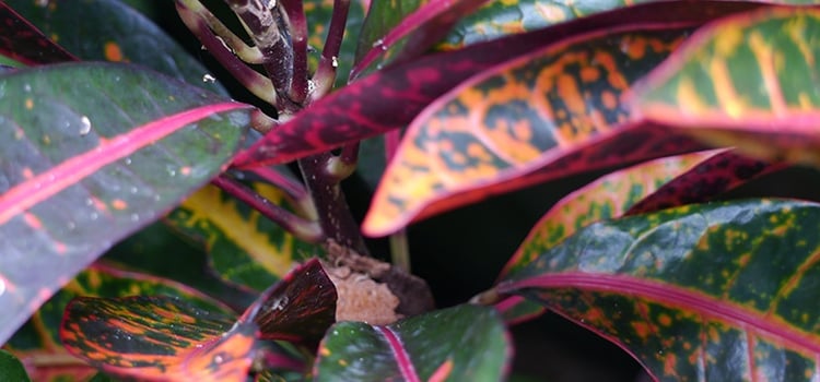 Dramatic Foliage can add Seasonal interest to your landscape