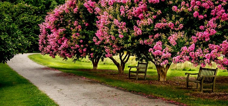 Crepe Myrtle Trees can Withstand Hurricane Force Winds