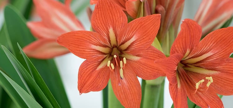 Plant Tropical Bulbs in Winter