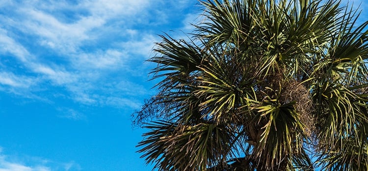 Mature Sabal Palm Trees can Withstand Hurricane Force Winds