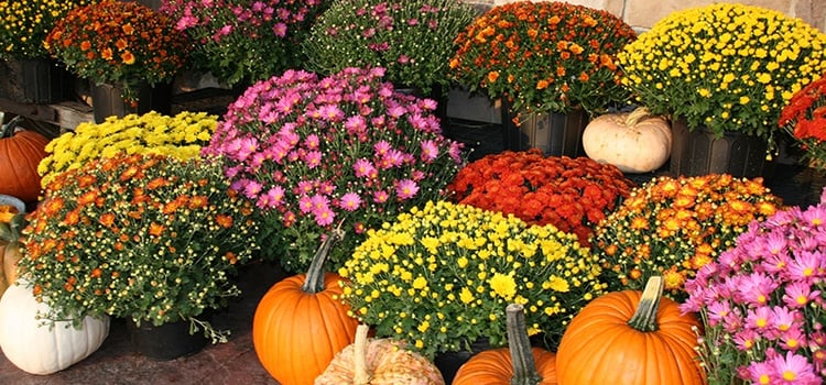 Chrysanthemums produce beautiful fall colors