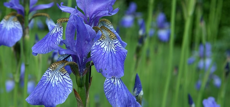Blue Flag Iris waterfront flowering plant
