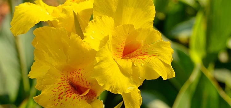 Golden Canna waterfront flowering plant