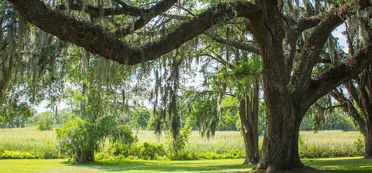 Live Oak Trees can Withstand Hurricane Force Winds