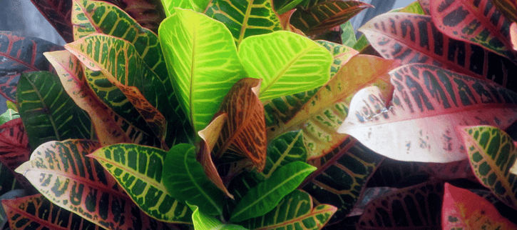 crotons are a low maintenance plant that is a colorful foliage alternative to flowers