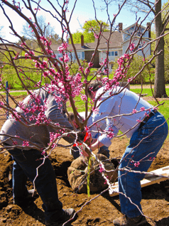 the best time to plant flowering trees in Northern Florida is in the winter
