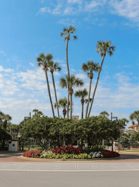 palm tree removal costsl can vary on tree size and location
