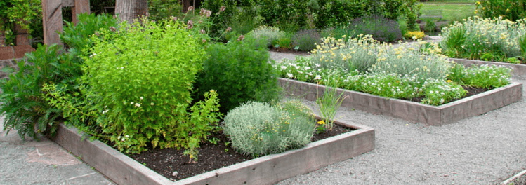 edible landscaping looks great and perfect for savvy home cooks