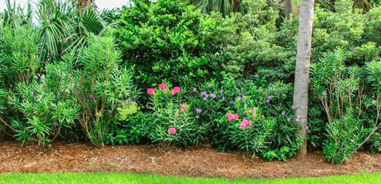 for a softer edge, supplement your natural privacy fence plantings with a planting bed