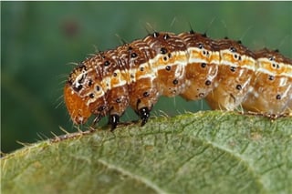 webworms and armyworms are common lawn pests in the Florida turf