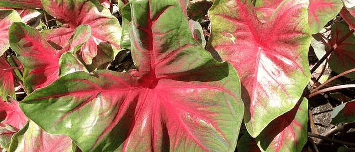 caladiums are a low maintenance plant that is a colorful foliage alternative to flowers
