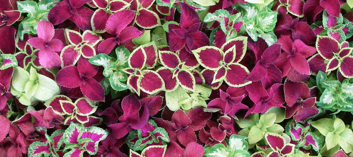 coleus is a low maintenance plant that is a colorful foliage alternative to flowers