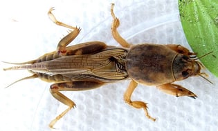 mole crickets are common lawn pests in North Florida lawns