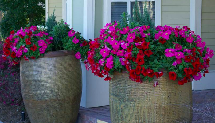 large container plantings at building entrances are attention-grabbing