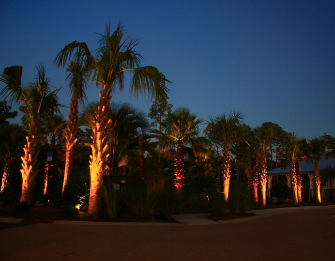 Florida's beautiful palm trees lit up in the night